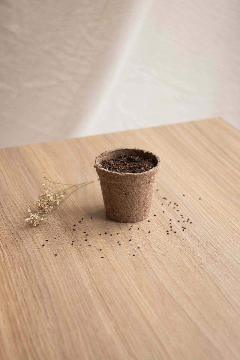 Maceta biodegradable con semillas — Semilla Tiempo